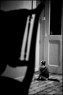 Mots-clés: le chat et la chaise