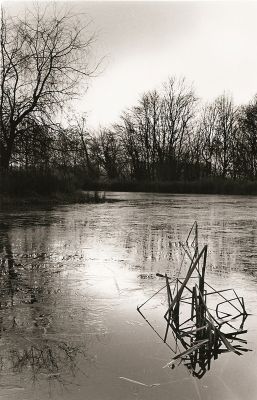 Etang dans le Loiret
