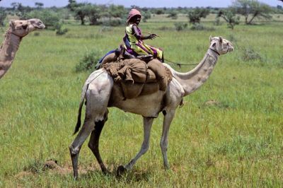 rencontre (Kordofan)
