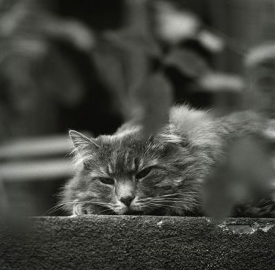 titou
