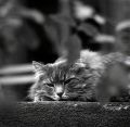 titou~0.jpg