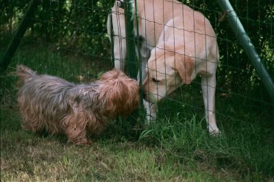 Mon chien et son voisin
