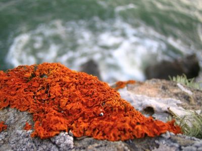 Algue
Mju: II
Mots-clés: Algue Mer Vagues Granit