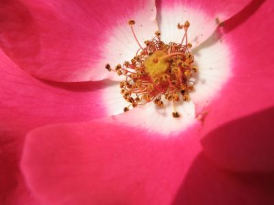 Grains
Hop ! J'improvise une série sur les formes et couleurs des fleurs. J'ai pris pas mal de photos rapprochées de fleurs en mai/juin 2004 dans le Loiret, près de Montargis.
Mots-clés: Fleurs