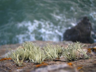 Algues herbes
Mots-clés: Algues Mer Granit