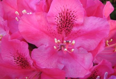 Pink
Hop ! J'improvise une série sur les formes et couleurs des fleurs. J'ai pris pas mal de photos rapprochées de fleurs en mai/juin 2004 dans le Loiret, près de Montargis.
Mots-clés: Fleurs