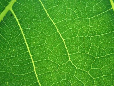 Réseaux
Une feuille de figuier, un peu de lumière... et, de mémoire, un EOS 500N chargé d'une Reala 100
Mots-clés: Feuille Arbre Figuier Macro