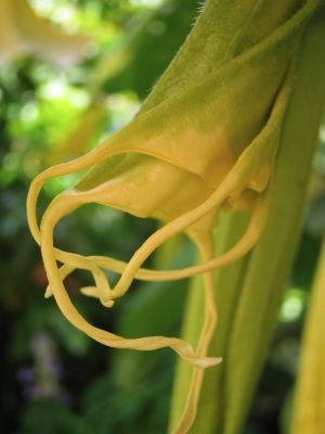 Tortellini
Hop ! J'improvise une série sur les formes et couleurs des fleurs. J'ai pris pas mal de photos rapprochées de fleurs en mai/juin 2004 dans le Loiret, près de Montargis.
Mots-clés: Fleurs