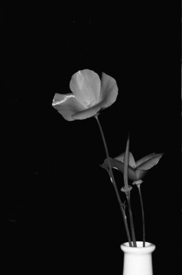fleur_qui_se_ferme_le_soir.jpg