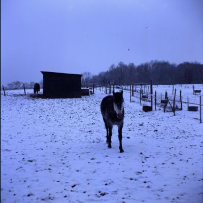 Hiver près d'Étampes 3

