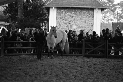 hippo04.jpg