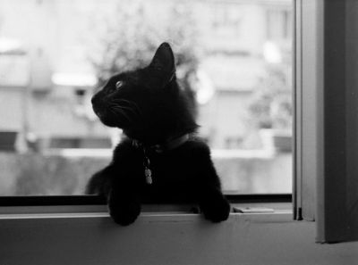 Plume repose

