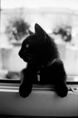 Plume pose
