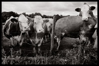 vaches.jpg