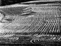 Mario-Giacomelli05.jpg