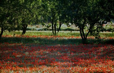 coquelicots2web.jpg