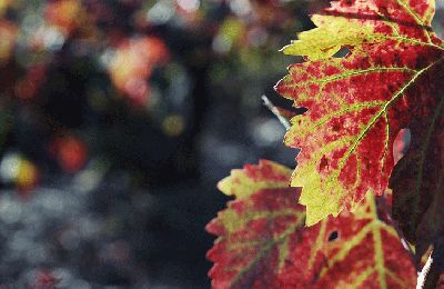 feuillesvignes3web.gif