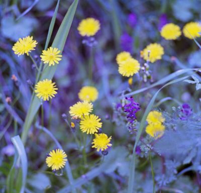 fleurs-jaunes-1web.jpg