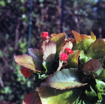fleursrosesbronicaweb.jpg