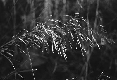 herbesvivitar55web.jpg