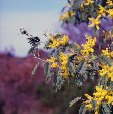 mimosa2_modifié-1web.jpg