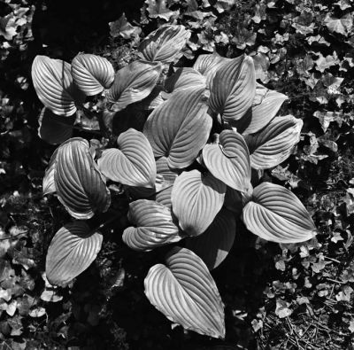 plantecerto6web.jpg