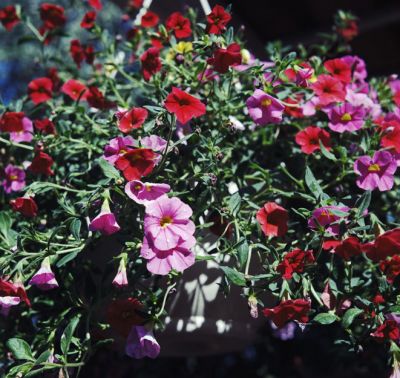 potfleursbronicaweb.jpg