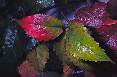 vignevierge2web.jpg