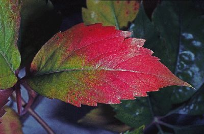 vignevierge6web.gif