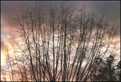 Arbres, Andrésy, 17h45, Février...
