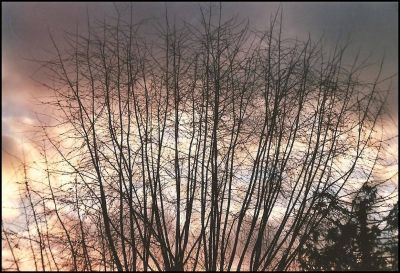 arbre
