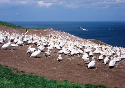 Colonie de Fous de Bassan
À l'île Bonaventure , Percé, Province de Québec
Mots-clés: "oiseaux migratoires"
