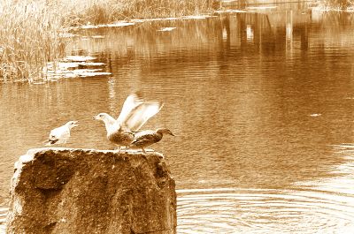 Conversation acuatique
Un film qui est resté plus de deux ans dans lacaméra (Nikon F2AS), j'ai mis dans le sepia pour rehauser la scène
Mots-clés: goeland "nikon F2AS" sepia parc 