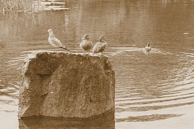 Aquam
Mots-clés: "Nikon F2AS" parc canard goeland oiseaux eau