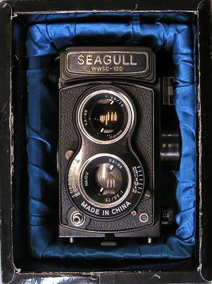 Seagull de mary7
