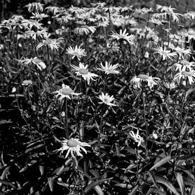 FP4+Rodinal
Rodinal 1+25, 8' 20°C. Expo à iso 100.
