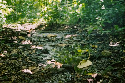 Sous-bois
