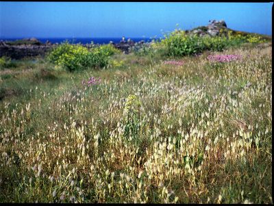 Roscoff_couleur_7.jpg