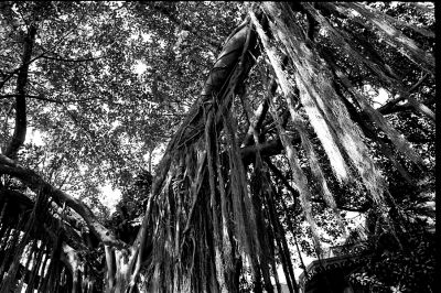 arbre7.jpg
