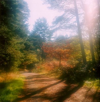 Autumn2
