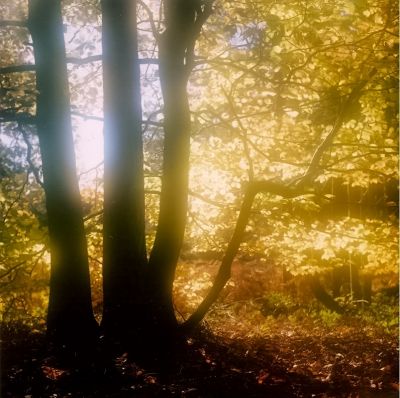 Autumn1

