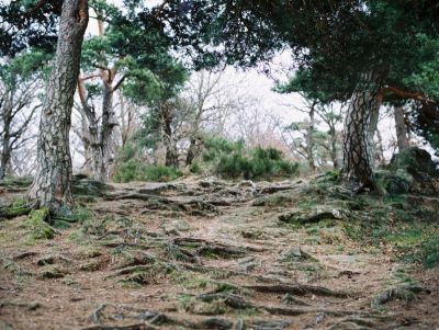 sous bois
