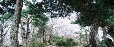 sous_bois_1modif3.jpg