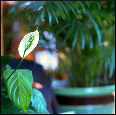 spatiphyllum_modif.jpg