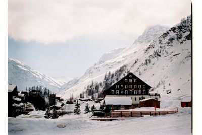 Chamois d'or
