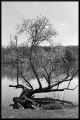 L_arbre.jpg