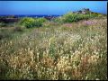 Roscoff_couleur_7.jpg