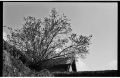 St_Bonnet_arbre.jpg
