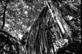 arbre7.jpg