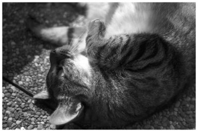 Hime
Mots-clés: chat noir & blanc